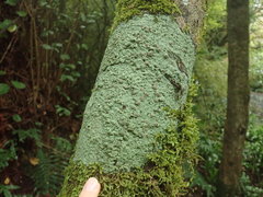 Xanthopsoroma contextum