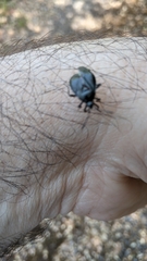 Deraeocoris trifasciatus