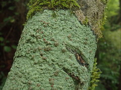 Xanthopsoroma contextum