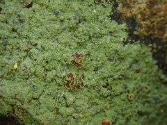 Xanthopsoroma contextum