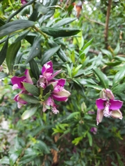 Polygala myrtifolia