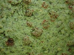 Xanthopsoroma contextum