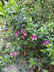 Polygala myrtifolia