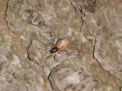 Porrhoclubiona leucaspis