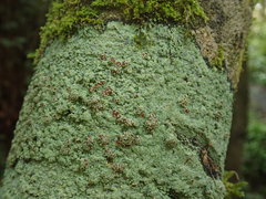 Xanthopsoroma contextum