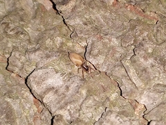 Porrhoclubiona leucaspis