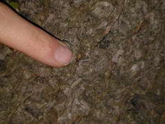 Porrhoclubiona leucaspis