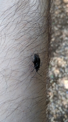 Deraeocoris trifasciatus