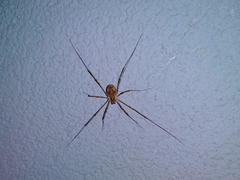 Dasylobus graniferus