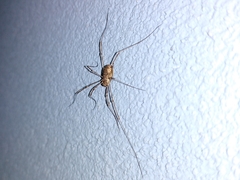 Dasylobus graniferus