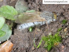 Dialineura gorodkovi