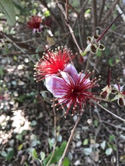 Feijoa