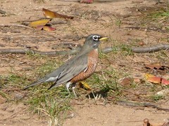 Turdus migratorius