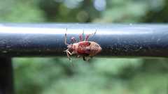 Deraeocoris olivaceus