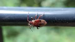 Deraeocoris olivaceus