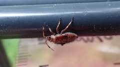 Deraeocoris olivaceus