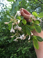 Rhododendron viscosum