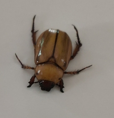 Anomala dorsalis