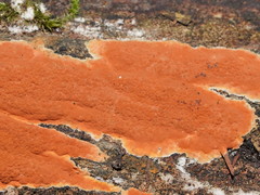 Hypoxylon crocopeplum