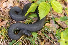 Vipera kaznakovi