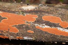 Hypoxylon crocopeplum