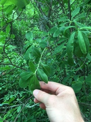 Rhododendron viscosum