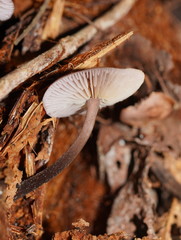 Mycena vinacea