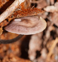 Mycena vinacea