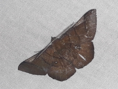 Sphacelodes vulneraria