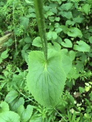 Doronicum pardalianches