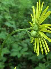 Doronicum pardalianches