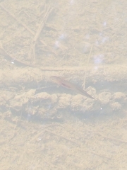 Ambystoma macrodactylum macrodactylum