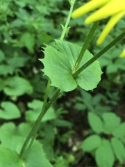 Doronicum pardalianches