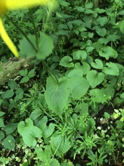Doronicum pardalianches