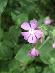 Silene dioica