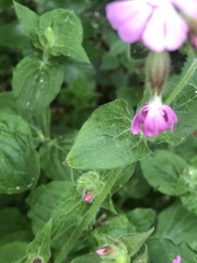 Silene dioica
