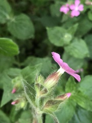 Silene dioica
