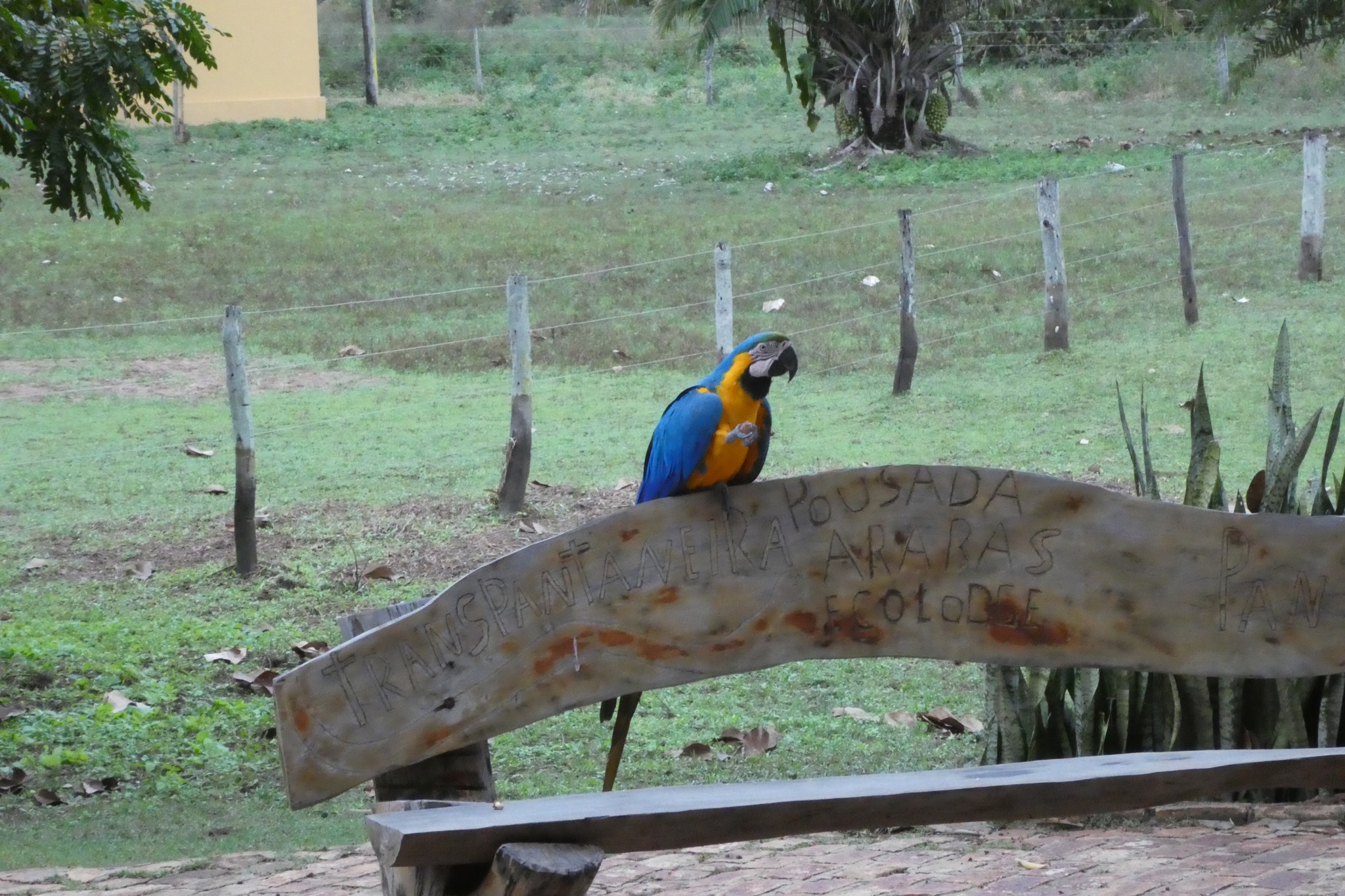 Blue-and-yellow Macaw