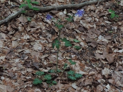 Aquilegia dumeticola