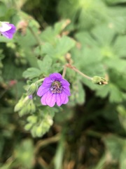 Geranium pyrenaicum