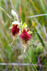 Calochilus grandiflorus