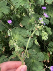Geranium pyrenaicum