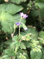 Geranium pyrenaicum