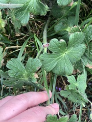 Geranium pyrenaicum