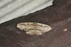 Anisoneura