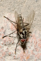 Eustalomyia hilaris