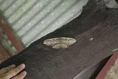 Anisoneura
