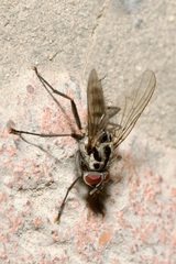 Eustalomyia hilaris