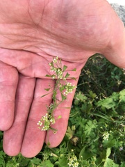 Capsella bursa-pastoris