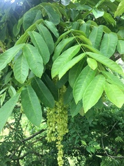 Pterocarya